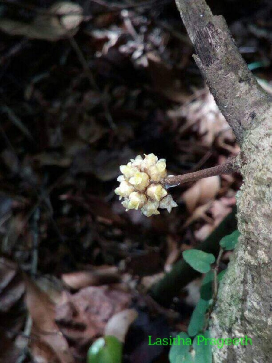 Coscinium fenestratum (Gaertn.) Colebr.